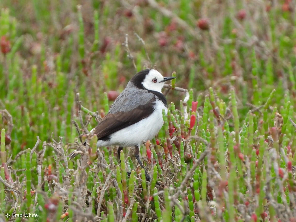 White-fronted Chat - ML610196279