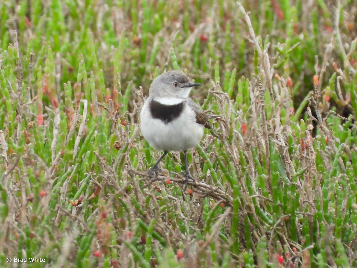 White-fronted Chat - ML610196280