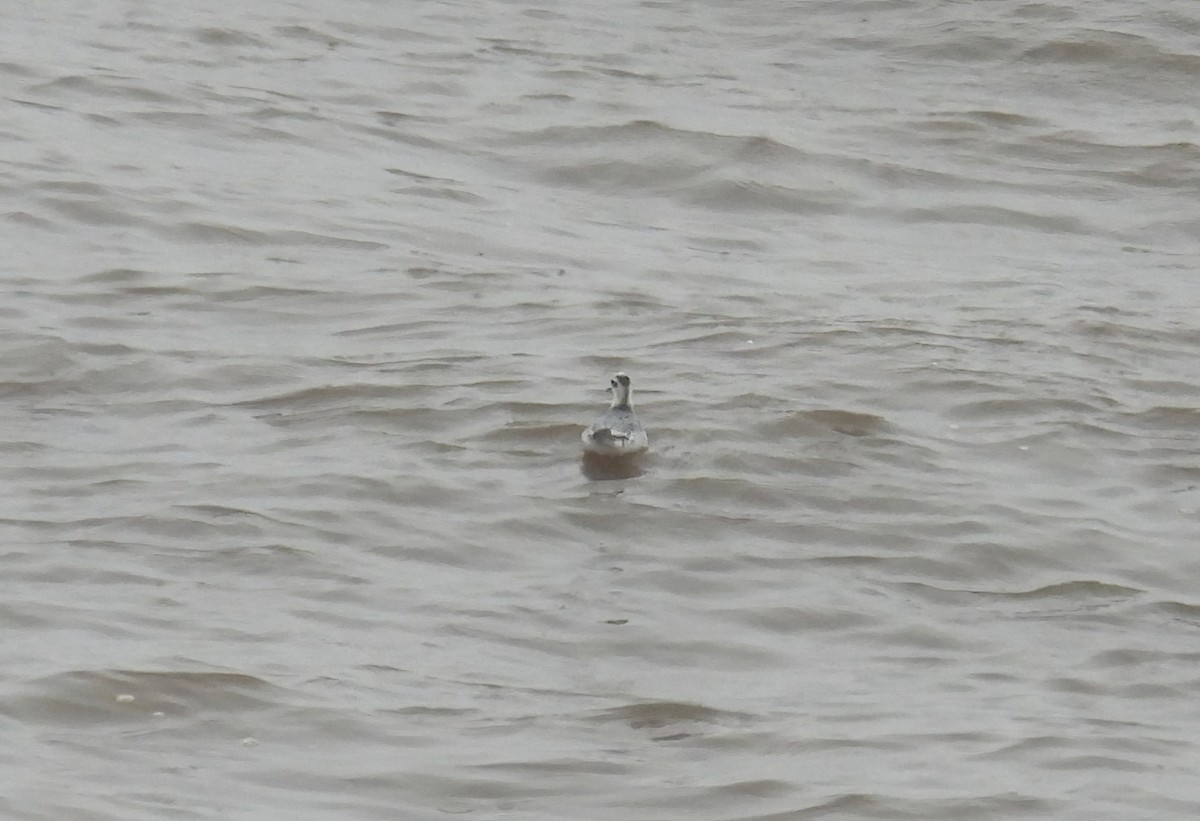 Red Phalarope - ML610196324