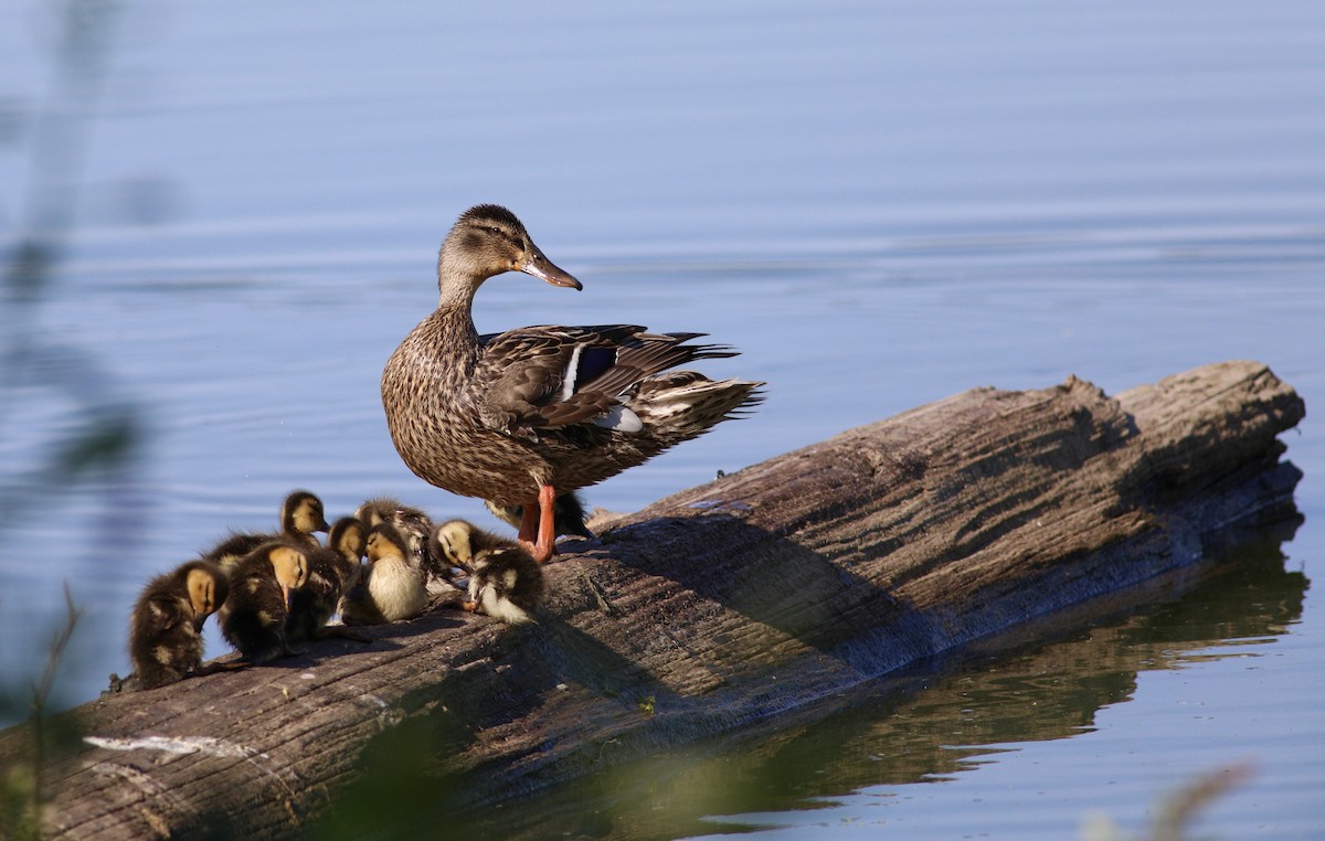 Mallard - ML610196512