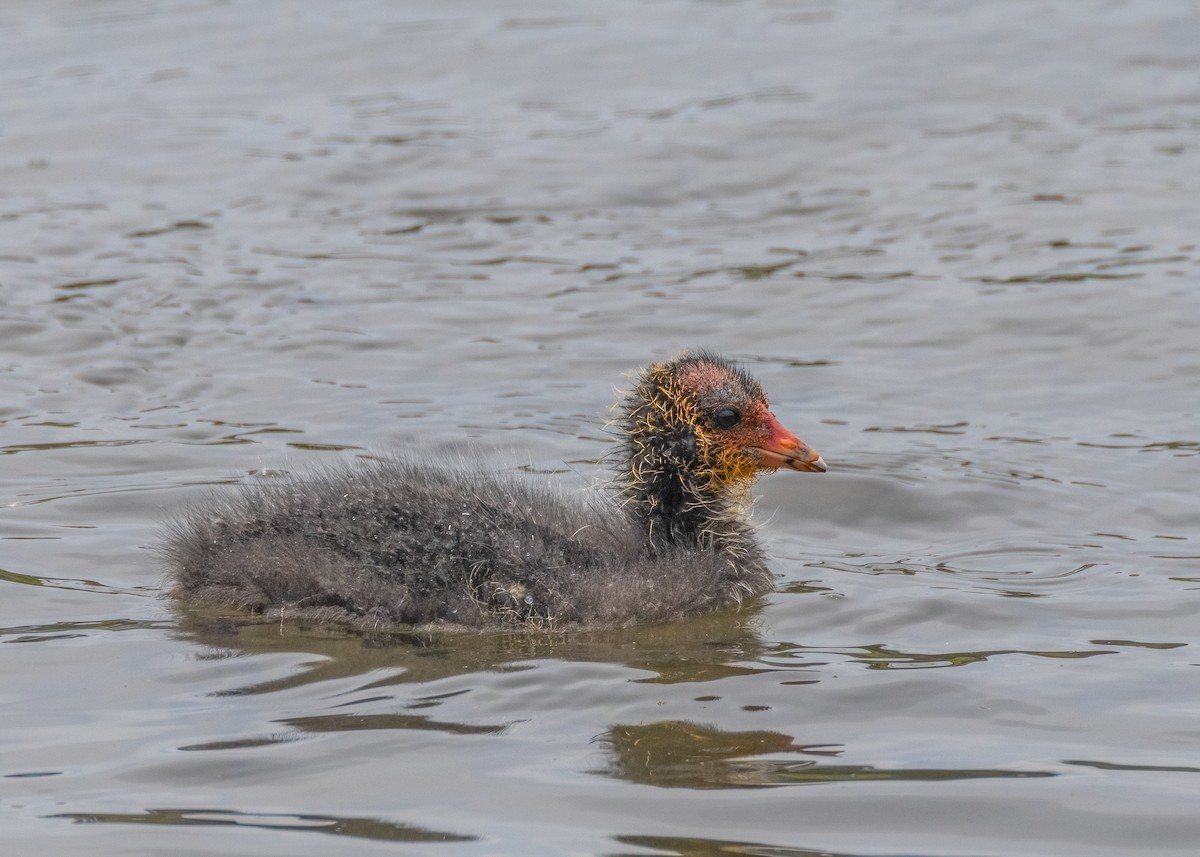 Eurasian Coot - ML610196552