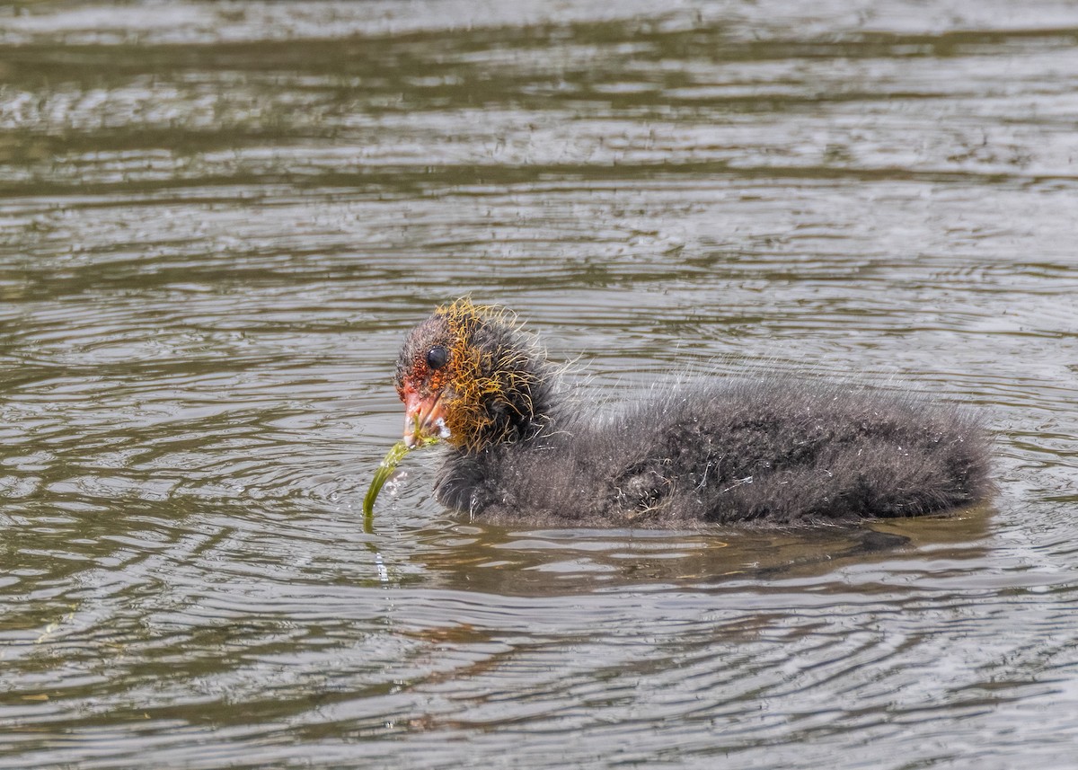 Eurasian Coot - ML610196553