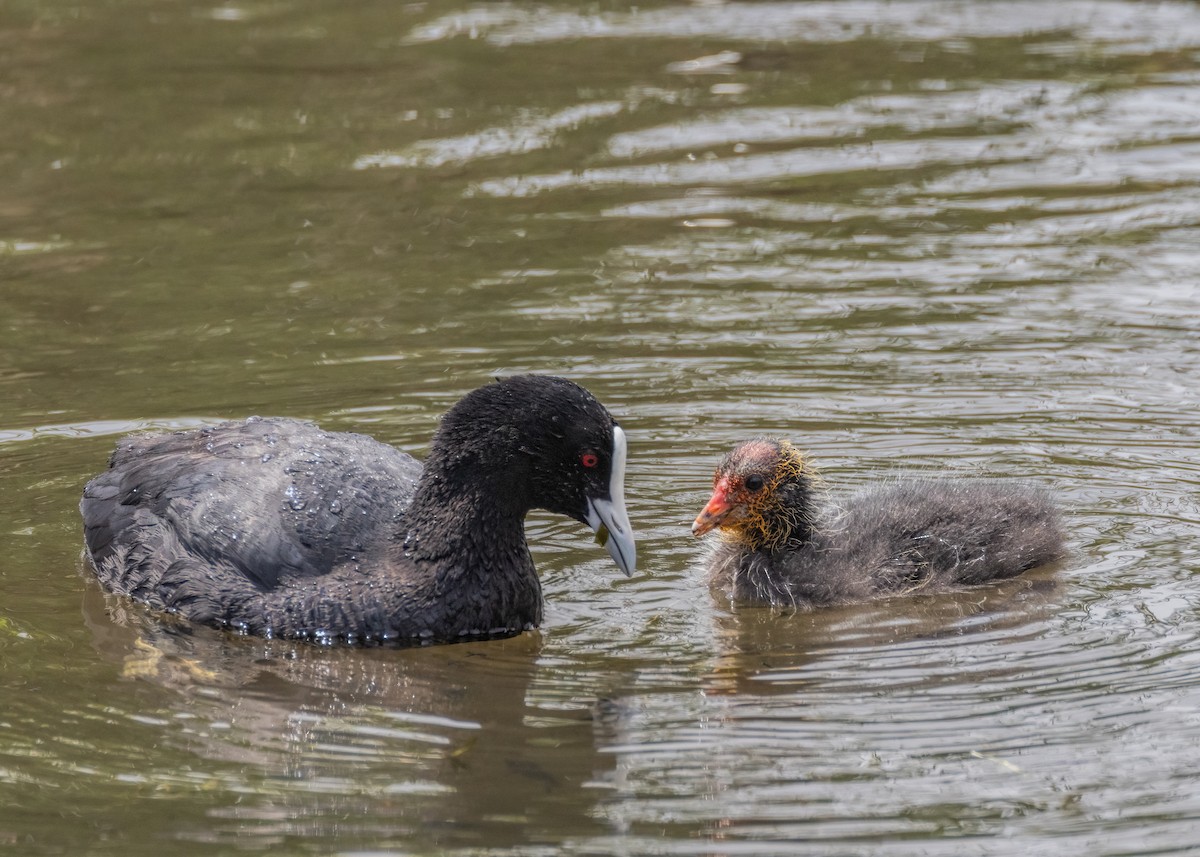 Eurasian Coot - ML610196554