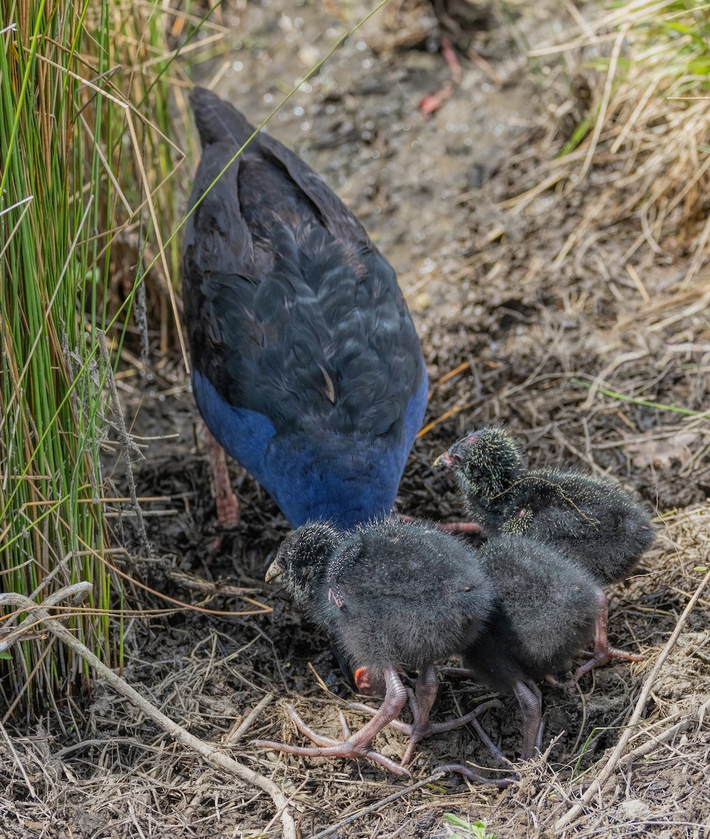 Australasian Swamphen - ML610196565