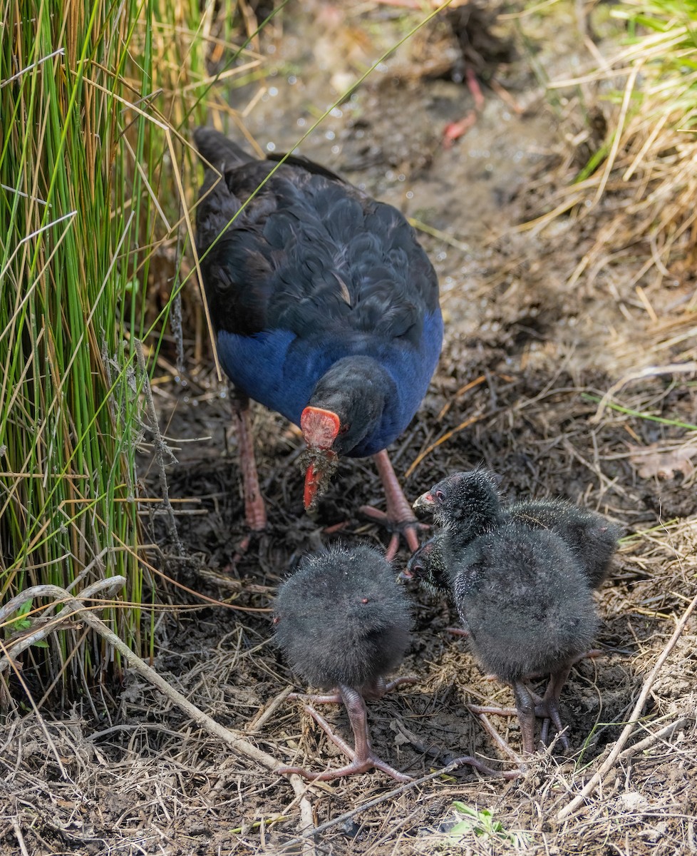 Australasian Swamphen - ML610196566