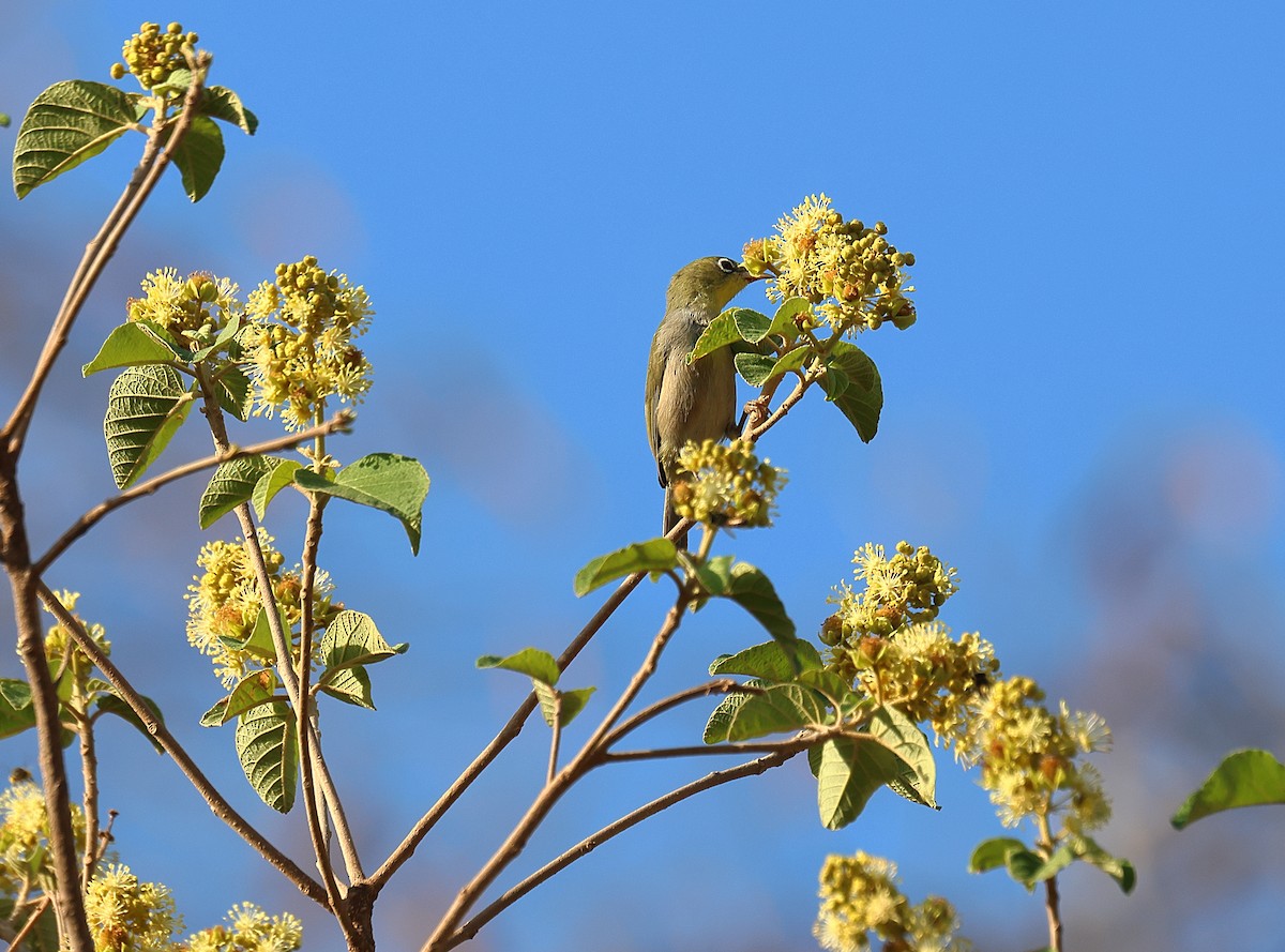 Somalibrillenvogel - ML610196587