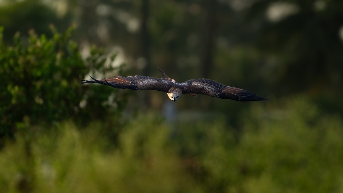 Brahminy Kite - ML610196612