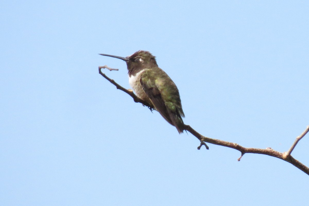 Black-chinned Hummingbird - Mick Mellor