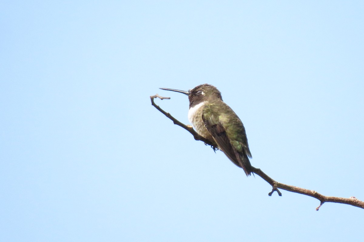 Black-chinned Hummingbird - Mick Mellor