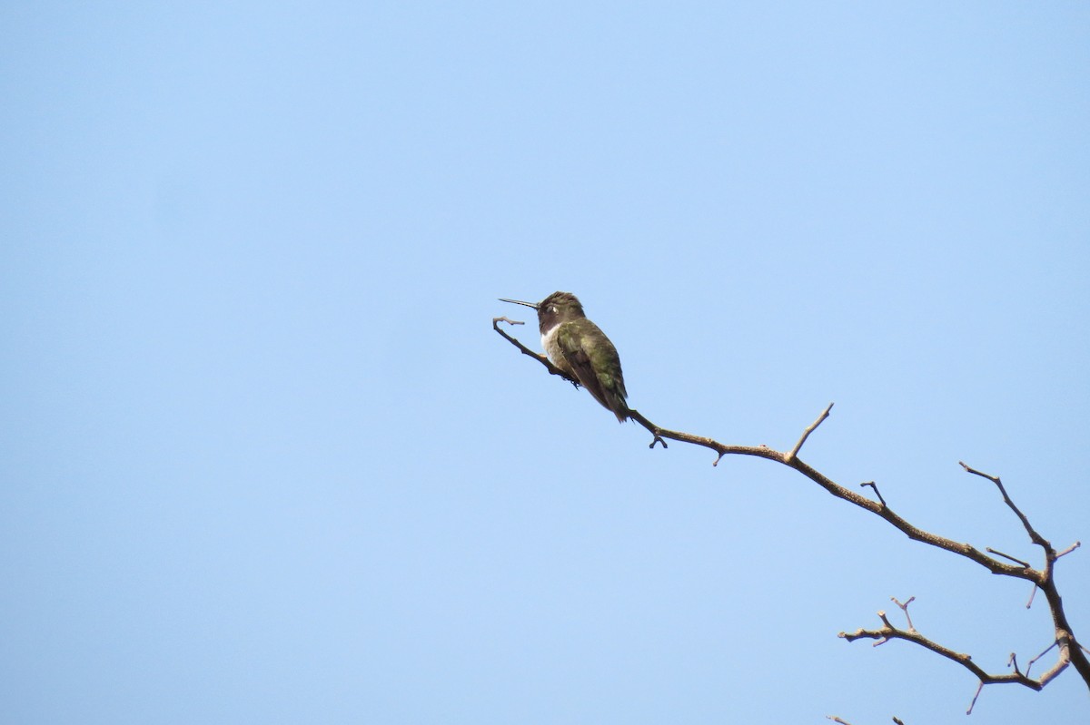 Black-chinned Hummingbird - Mick Mellor