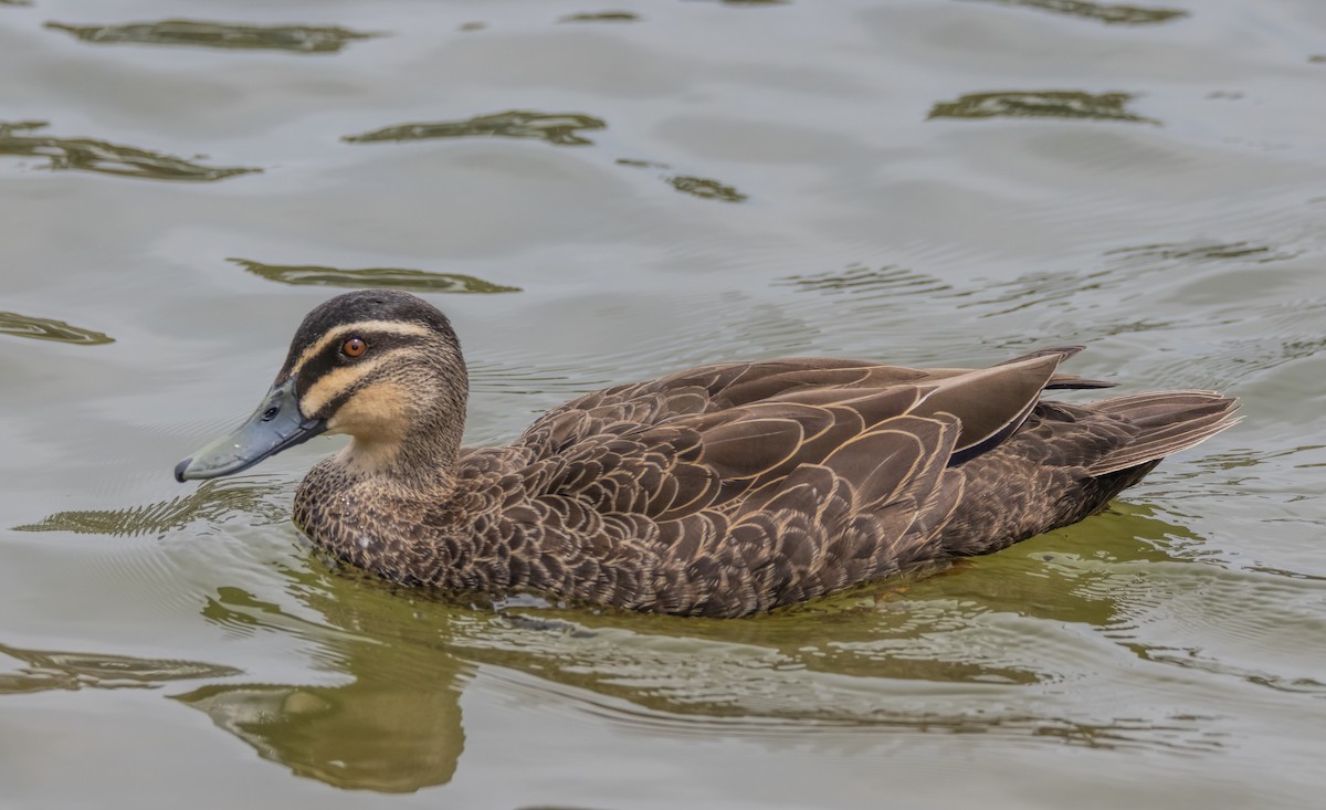 Pacific Black Duck - ML610196623