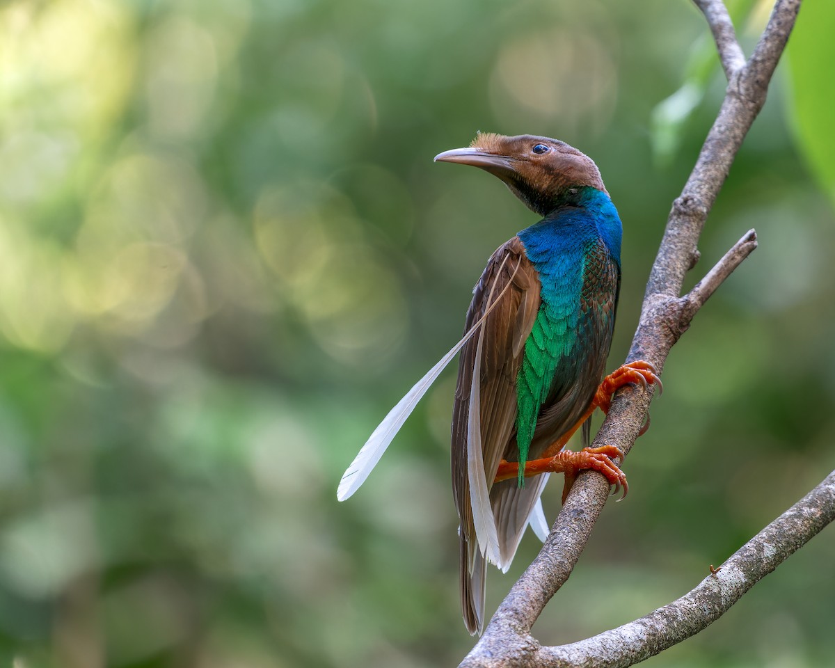 Standardwing Bird-of-Paradise - ML610196624