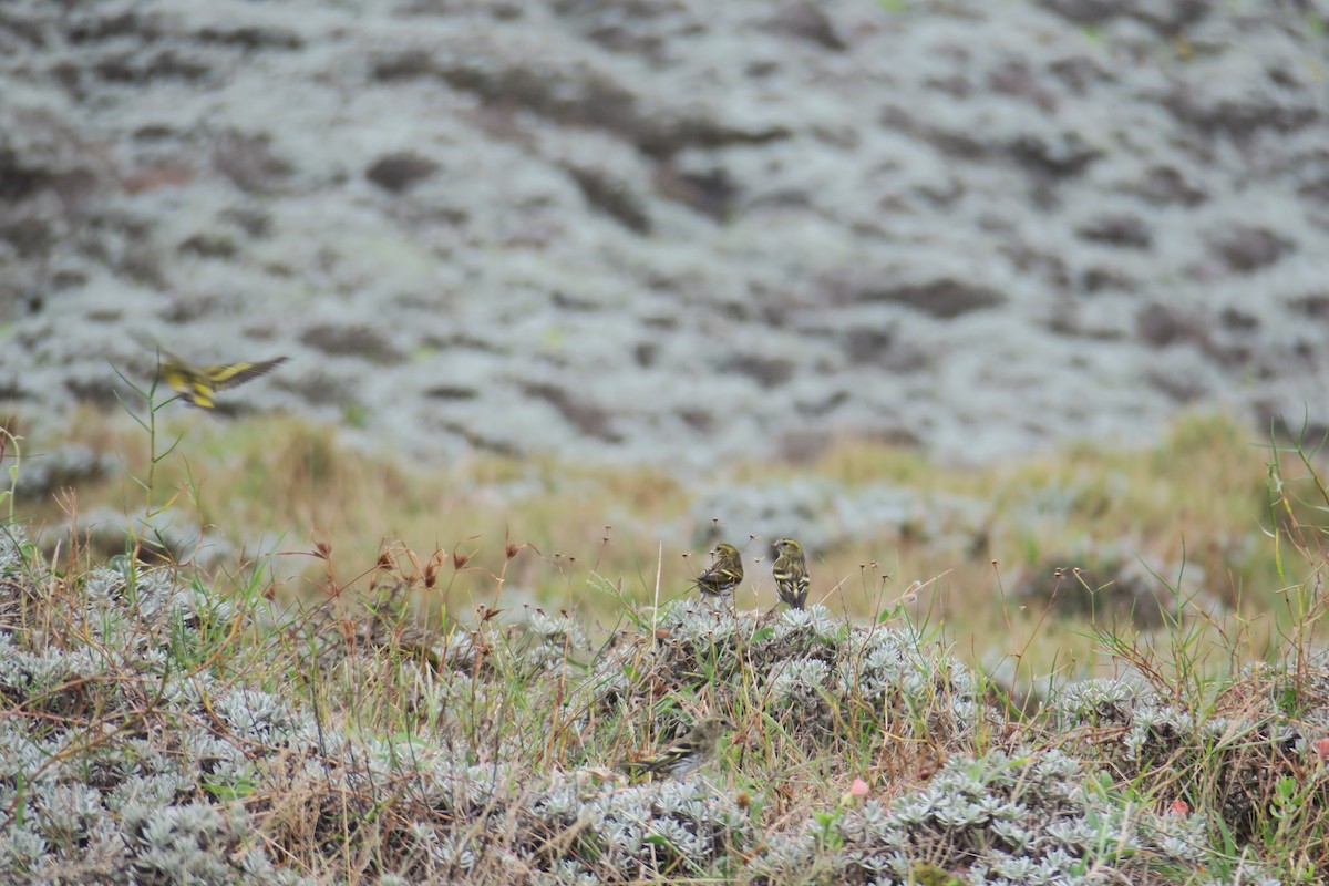 Eurasian Siskin - An Chou