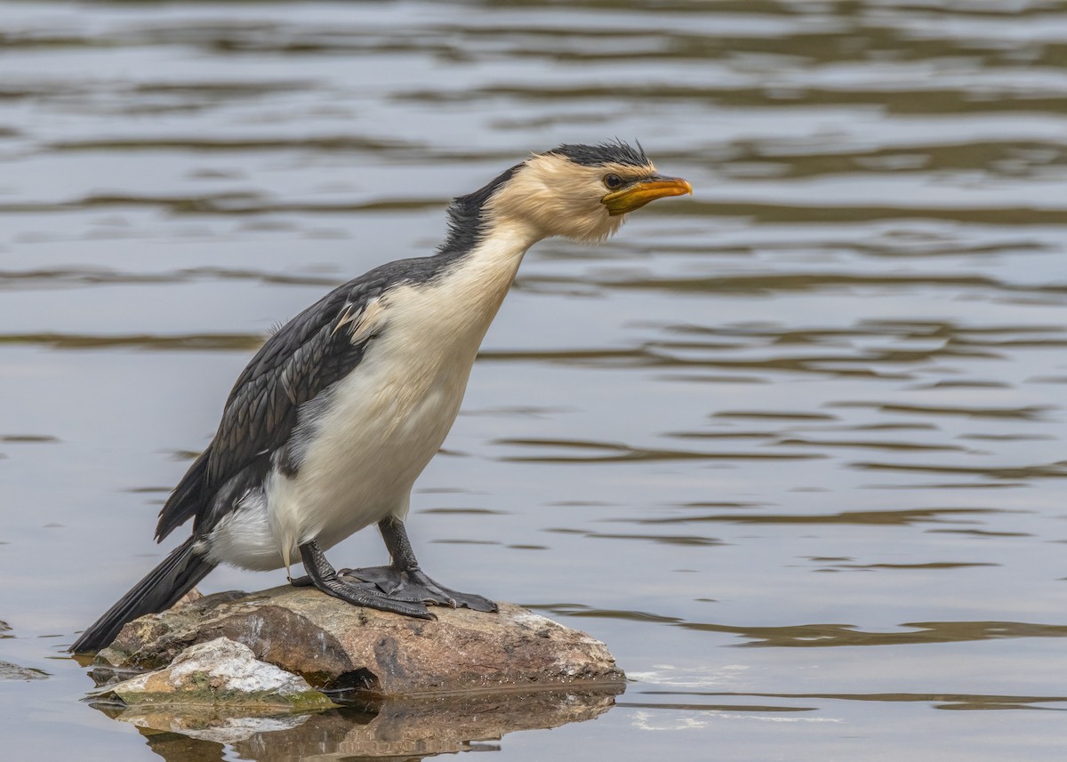 Little Pied Cormorant - ML610196633