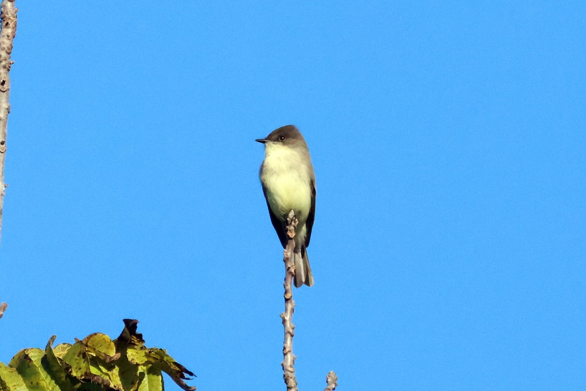 Eastern Phoebe - ML610196635
