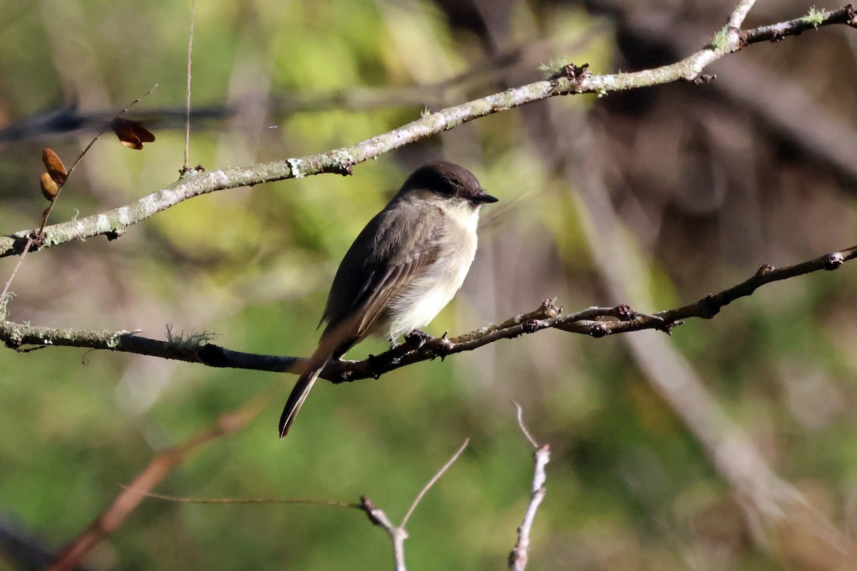 Eastern Phoebe - ML610196636