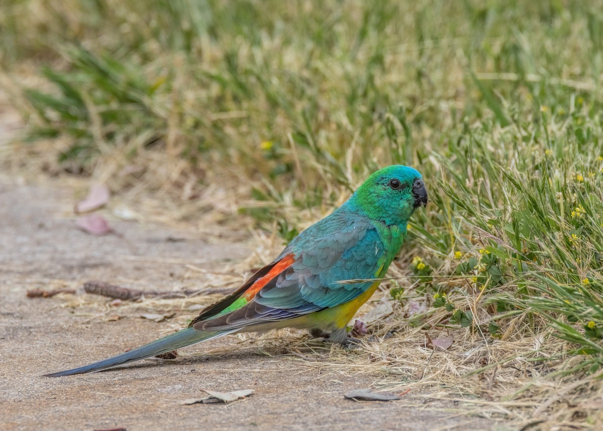 Red-rumped Parrot - ML610196645