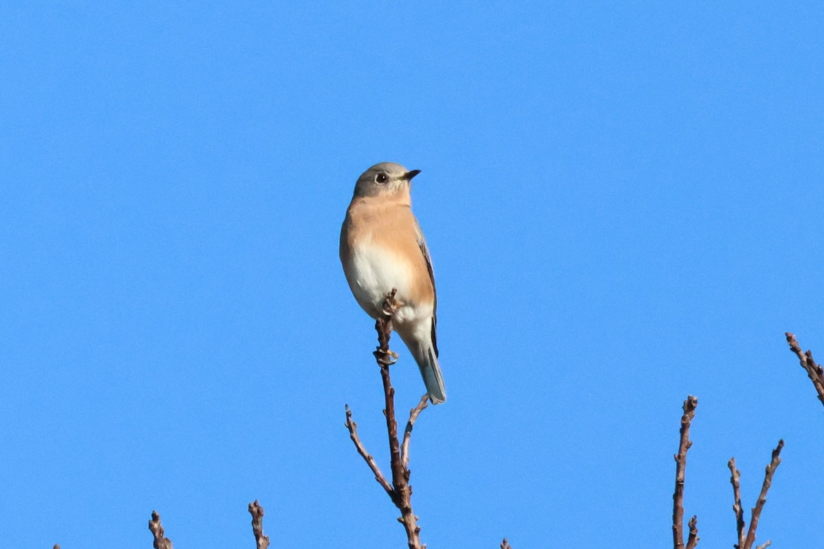 Eastern Bluebird - ML610196648