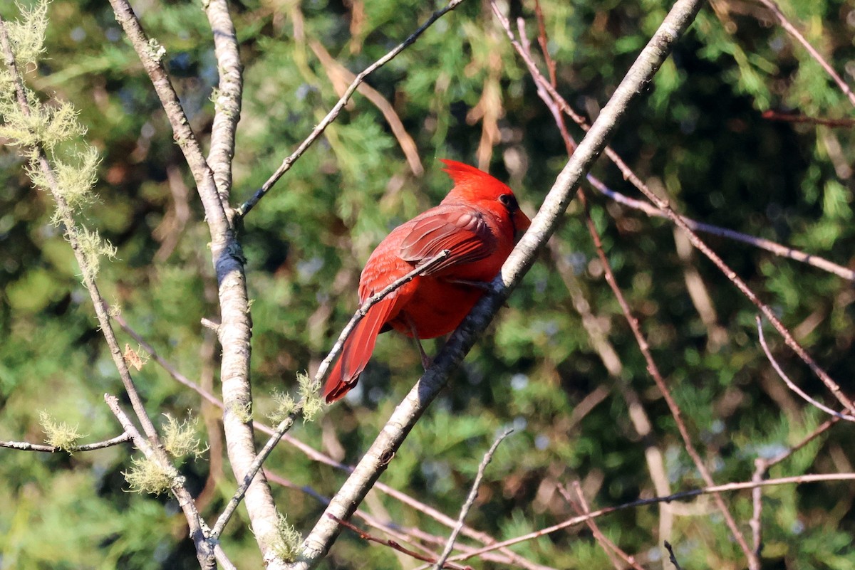 Northern Cardinal - ML610196654