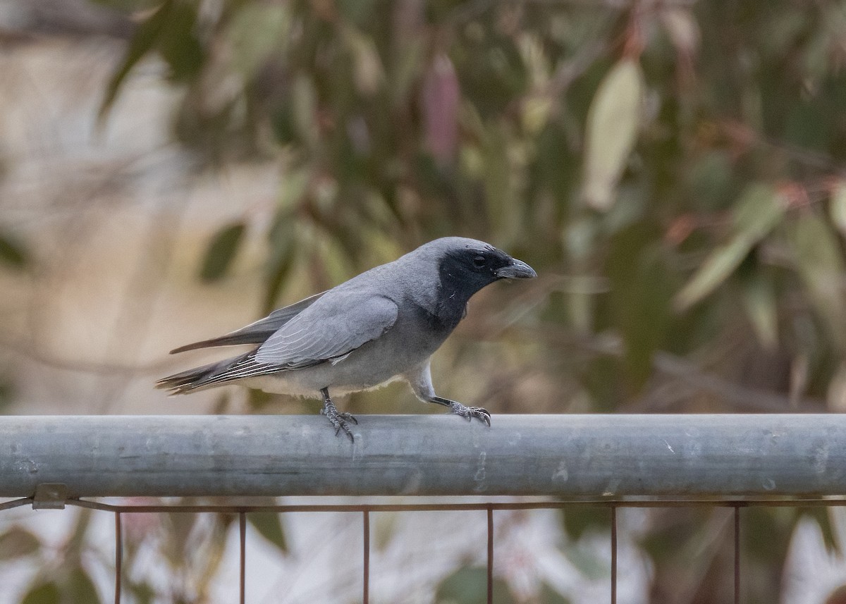 Black-faced Cuckooshrike - ML610196669