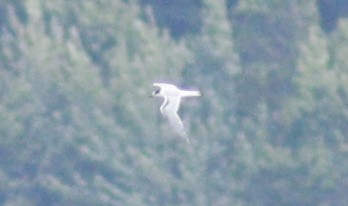 Common Tern - ML610196710