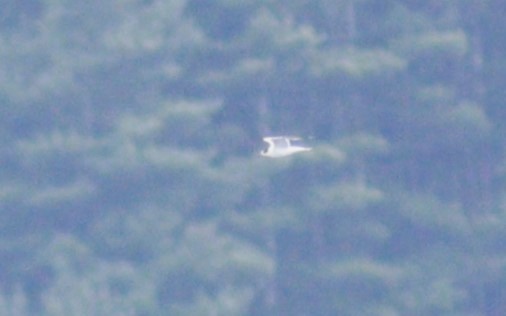 Common Tern - ML610196711