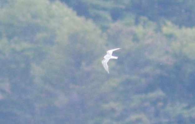 Common Tern - ML610196712