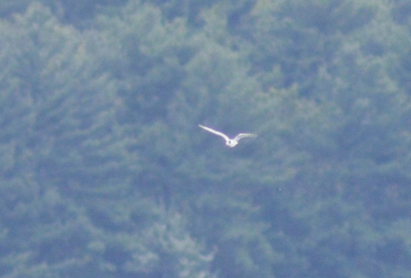 Common Tern - ML610196725