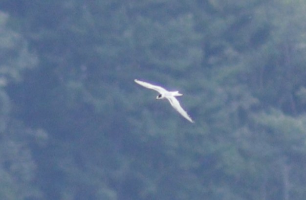 Common Tern - ML610196727