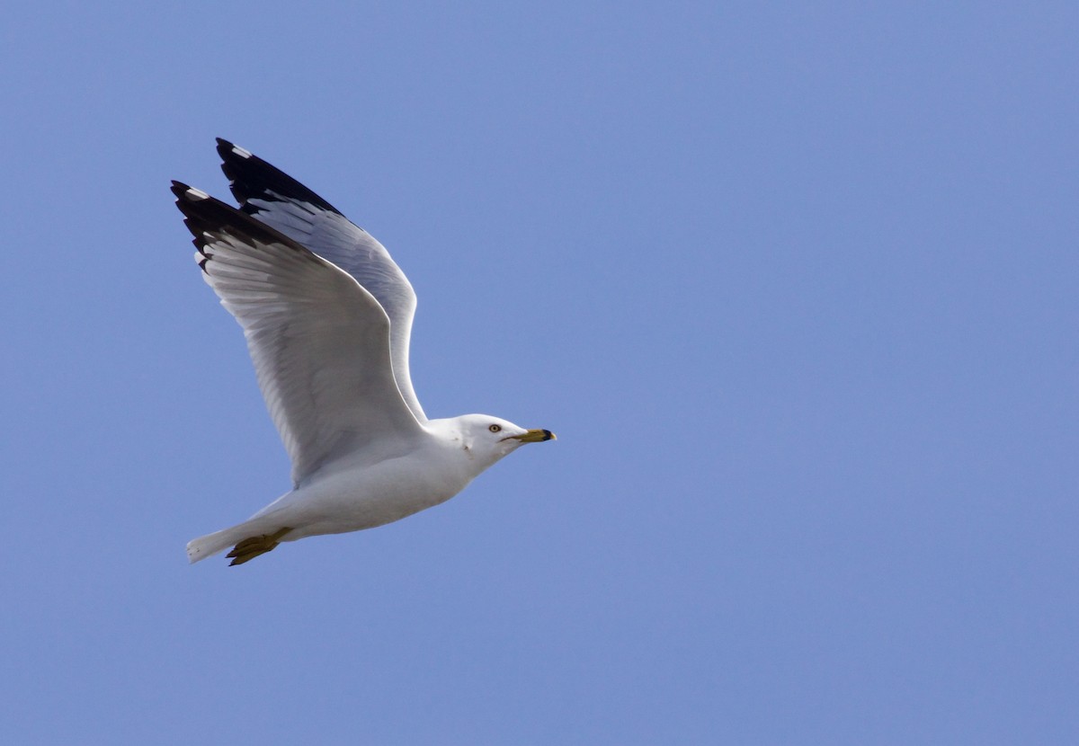 Ring-billed Gull - Oliver Burton