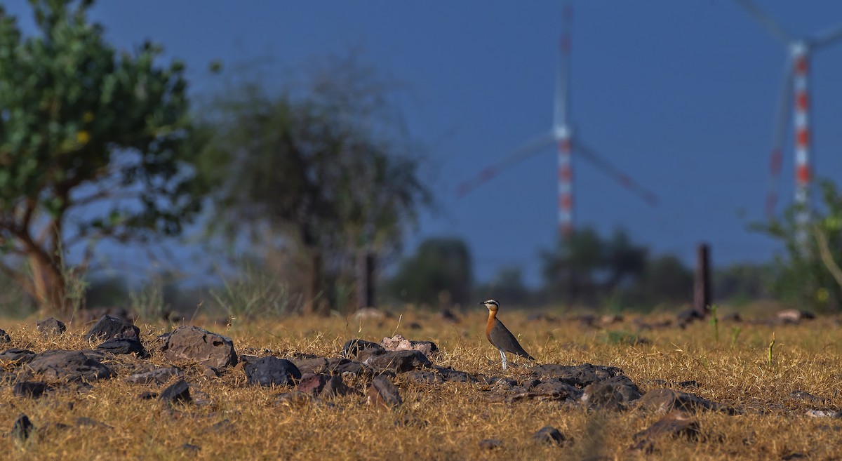 Indian Courser - ML610196743