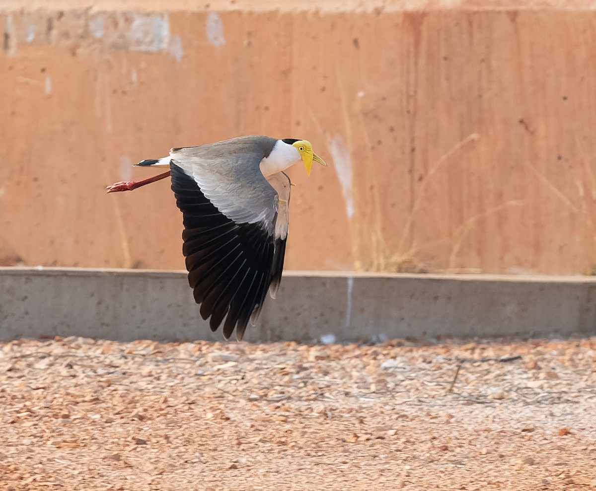 Masked Lapwing - ML610196801