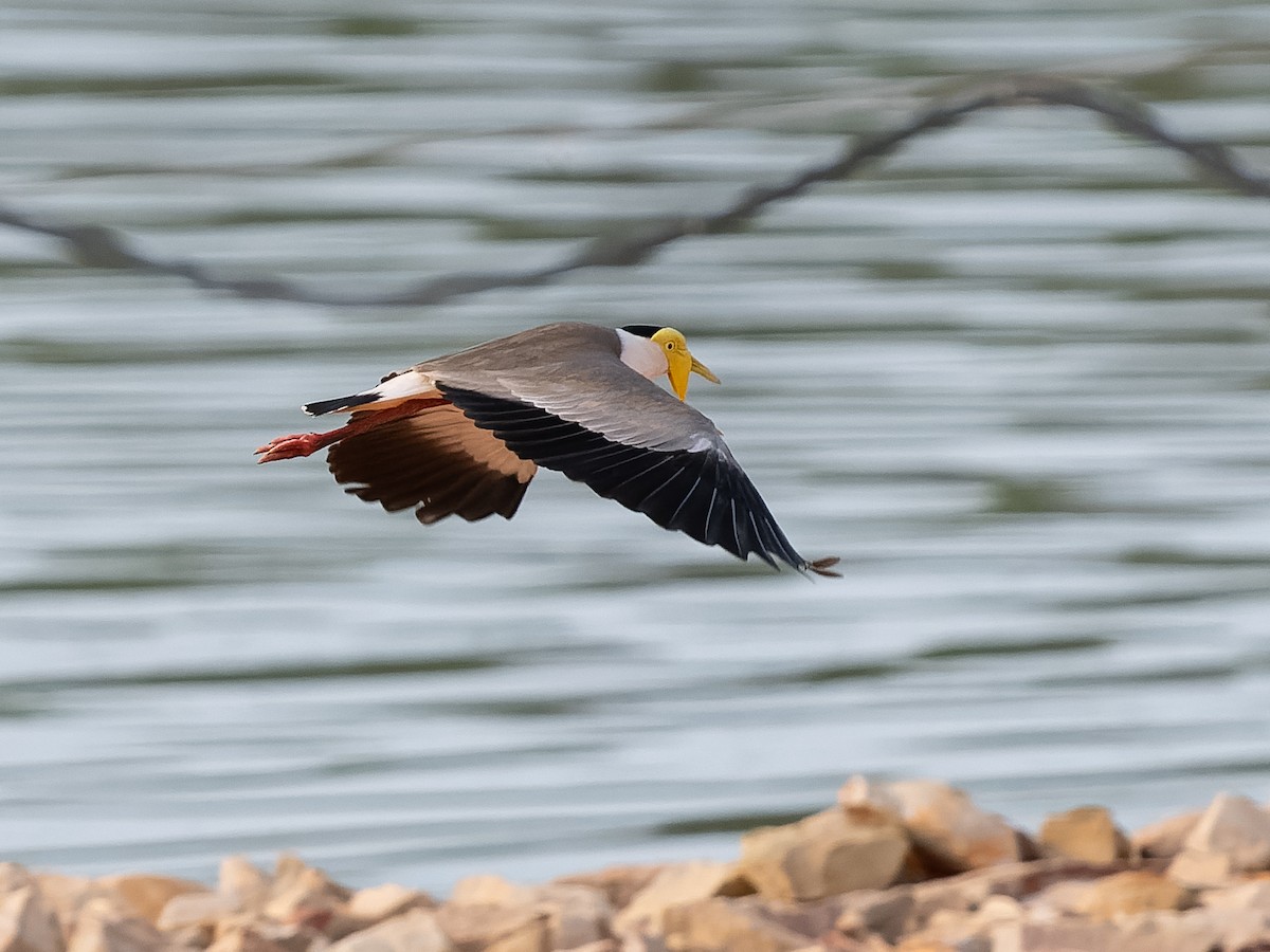 Masked Lapwing - ML610196803