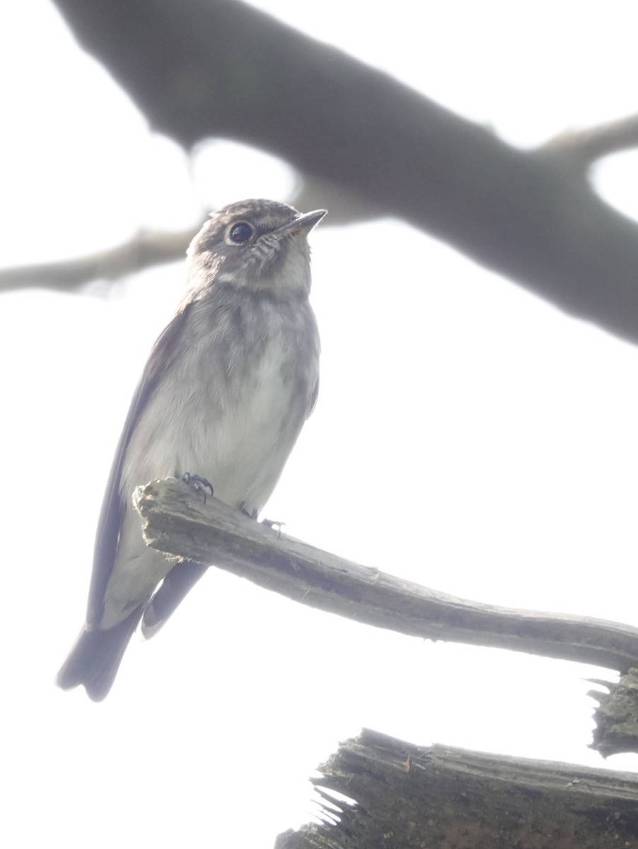 Dark-sided Flycatcher - ML610196893