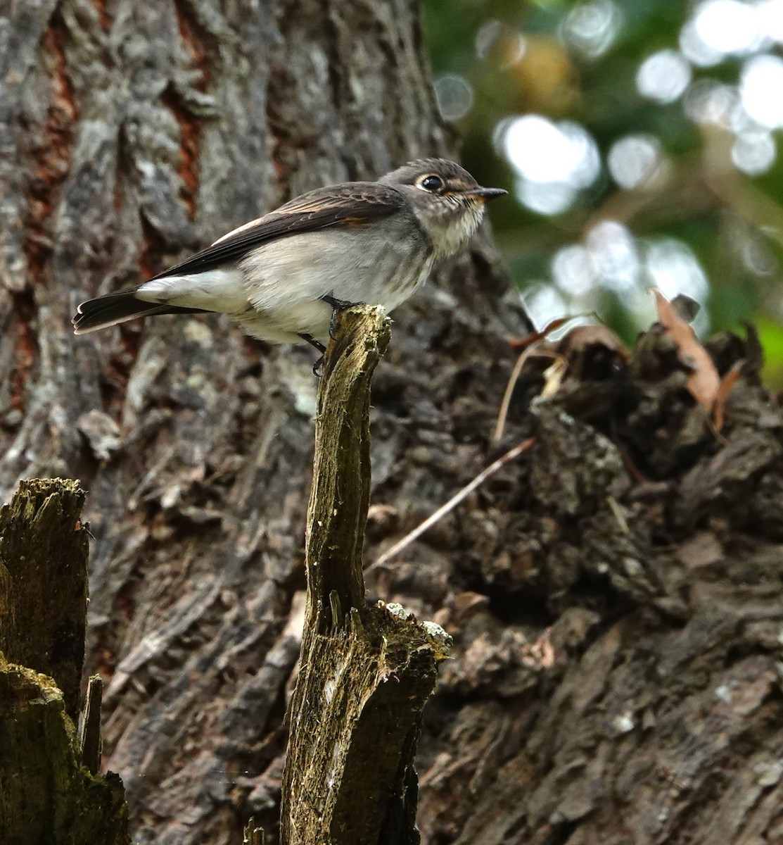 Dark-sided Flycatcher - ML610196897