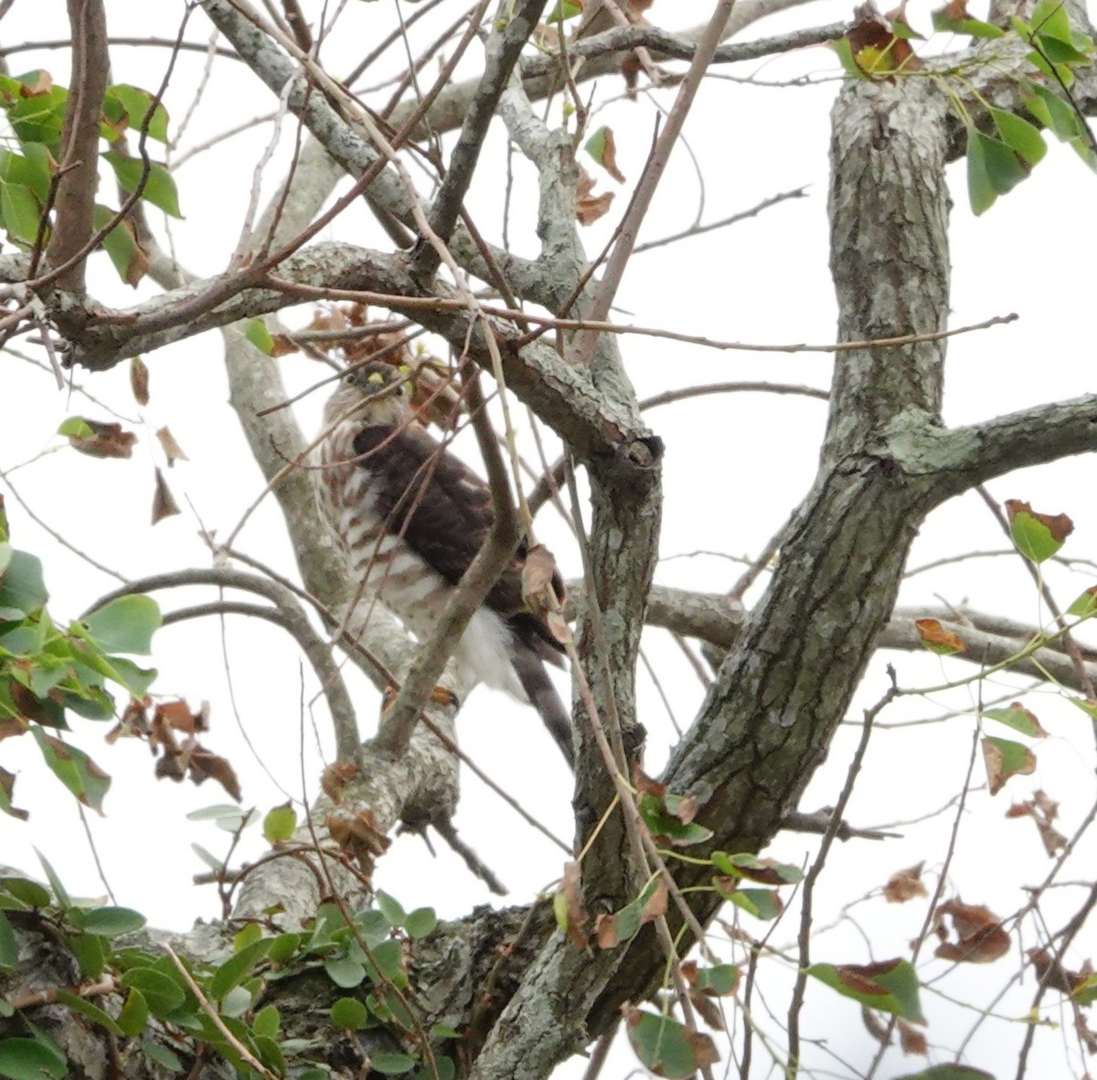 Japanese Sparrowhawk - ML610196929