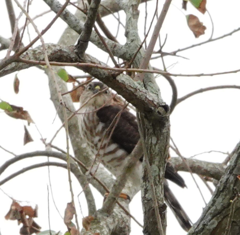 Japanese Sparrowhawk - ML610196930