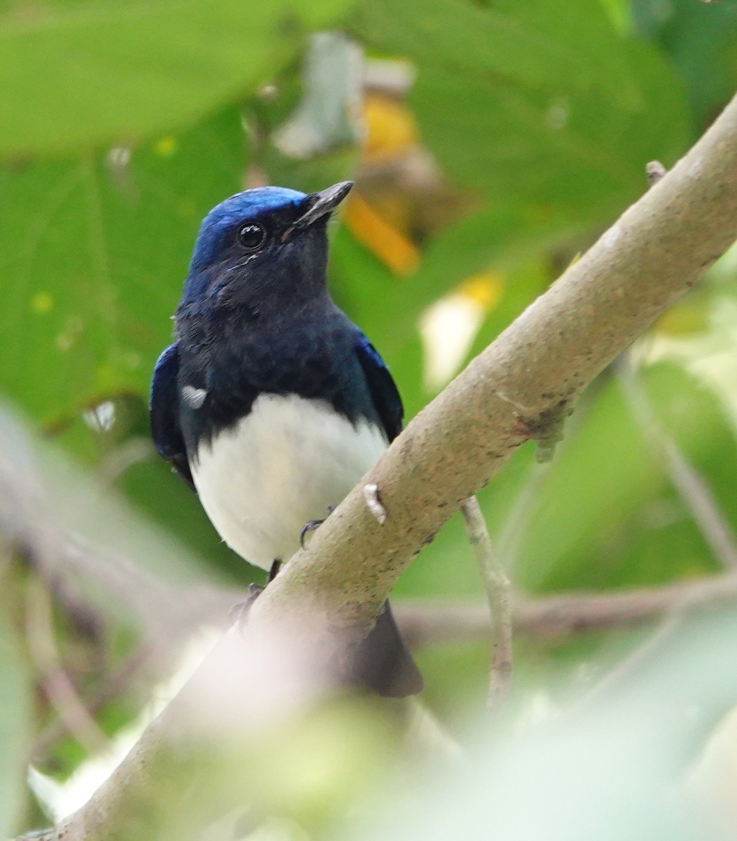 Blue-and-white Flycatcher - ML610196932