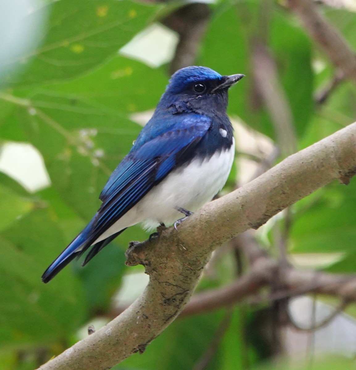 Blue-and-white Flycatcher - ML610196933