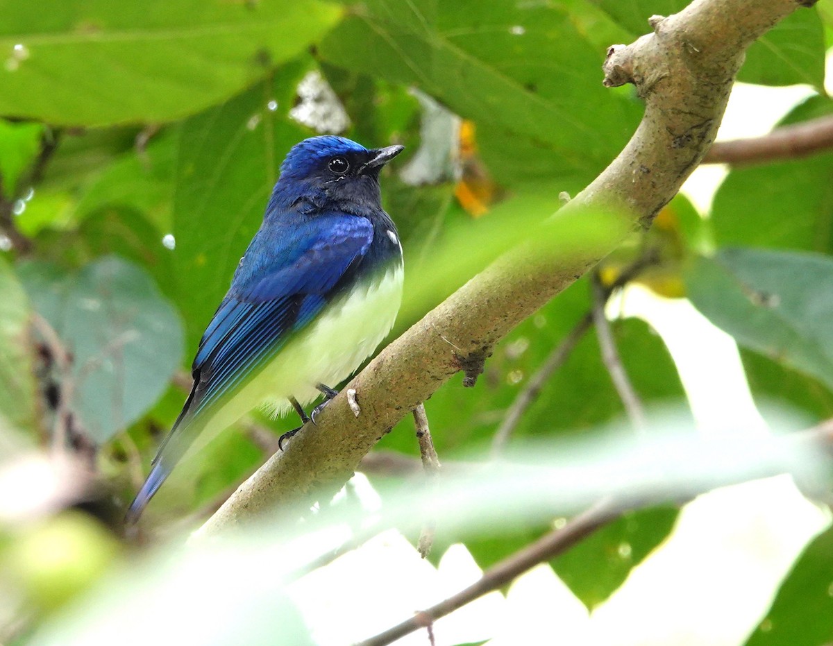 Blue-and-white Flycatcher - ML610196934