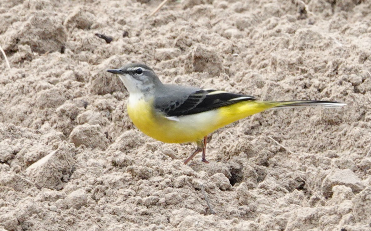 Gray Wagtail - ML610196935