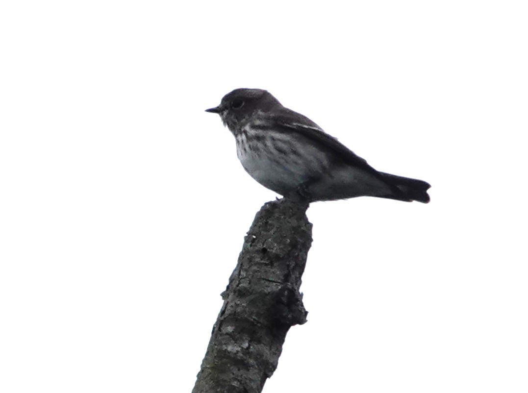 Gray-streaked Flycatcher - Chao-Ju Su