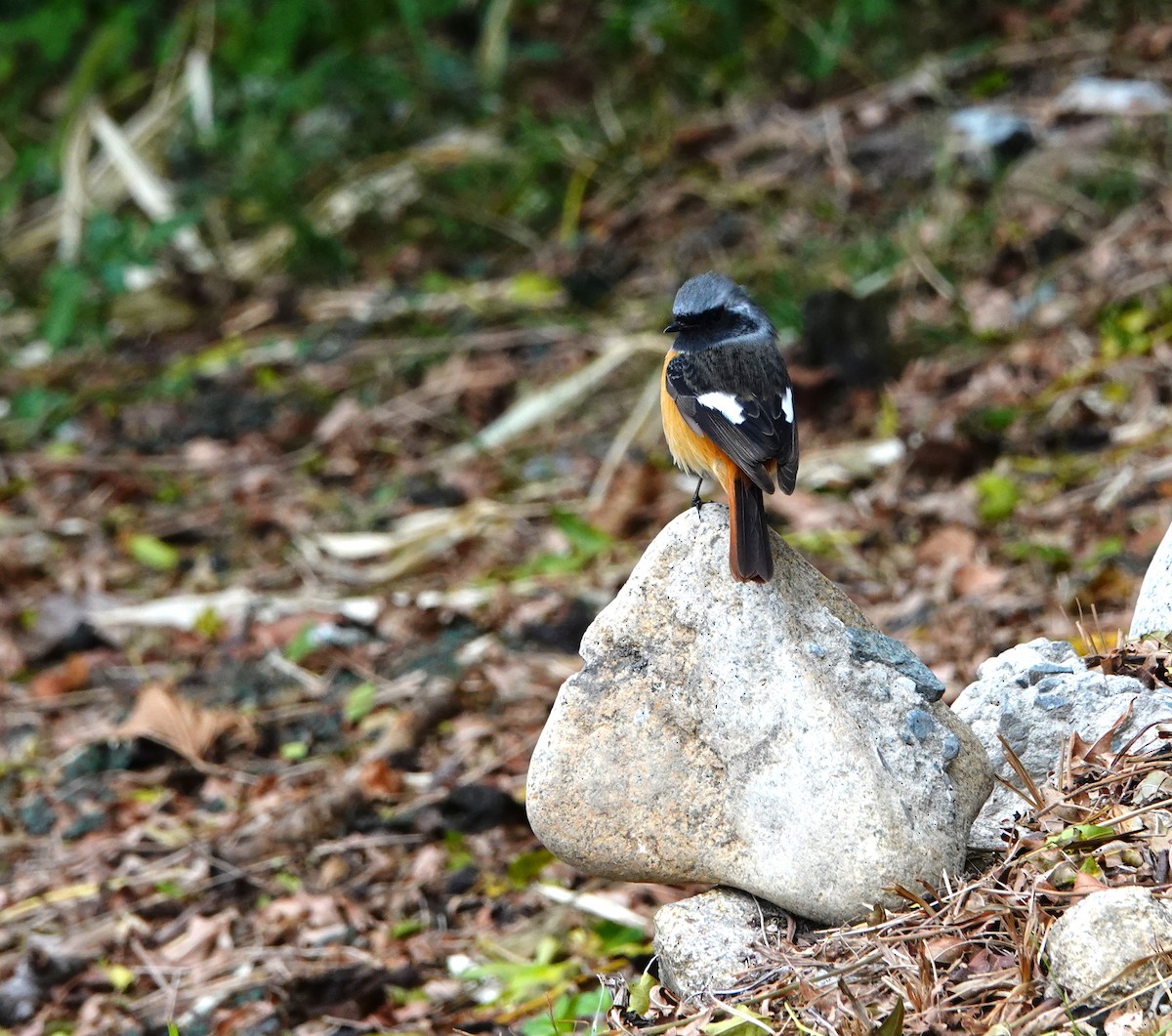 Daurian Redstart - ML610196942