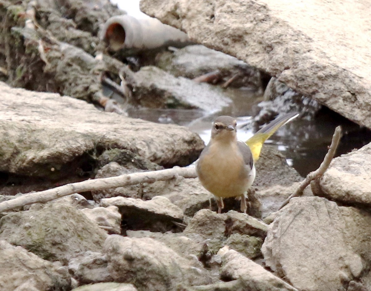 Gray Wagtail - ML610197043