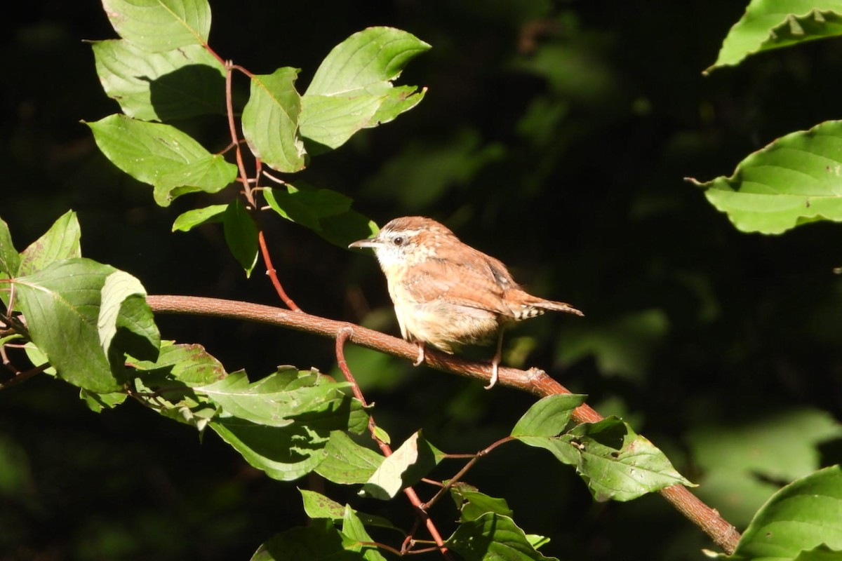 Carolina Wren - ML610197118