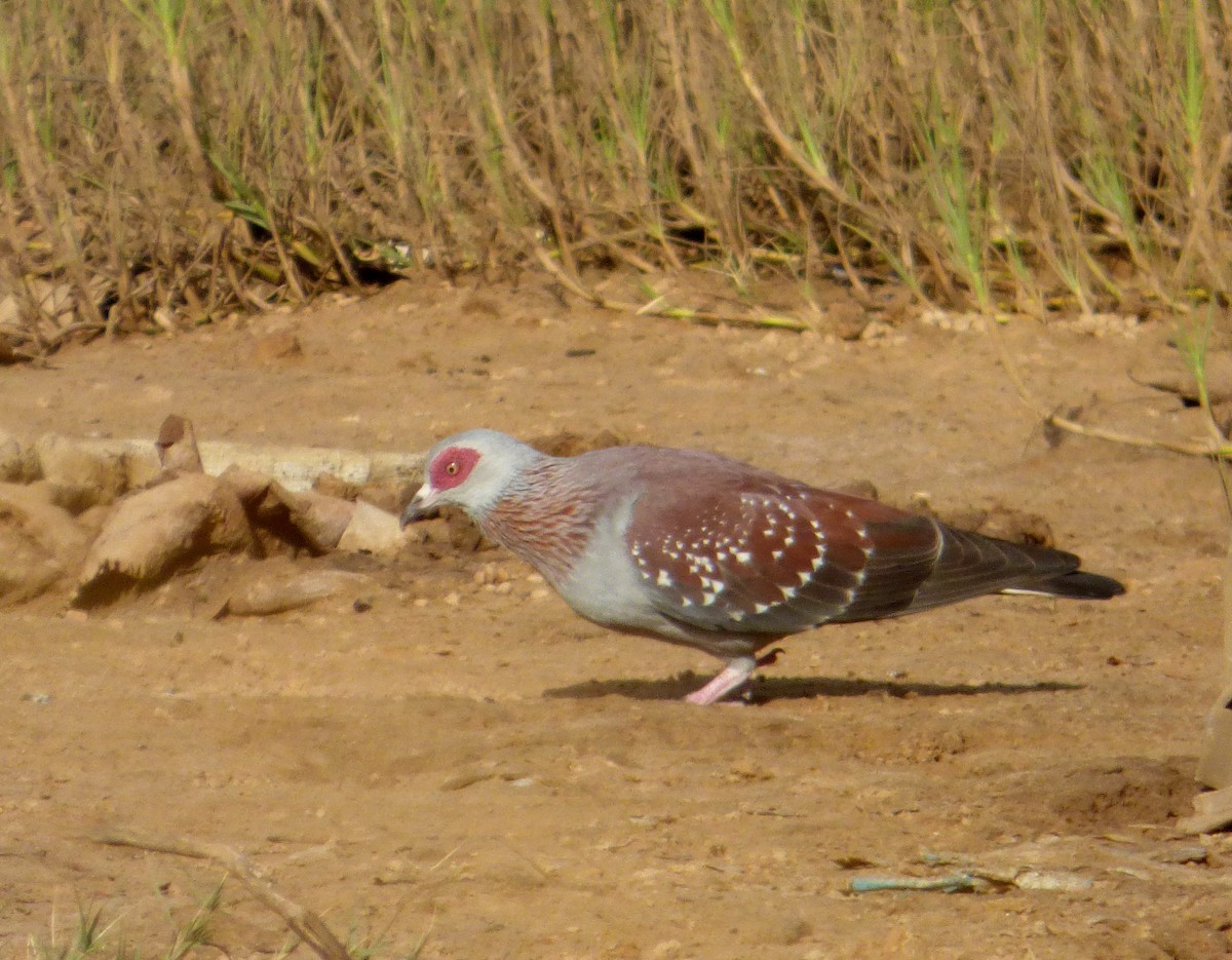 Speckled Pigeon - ML610197238