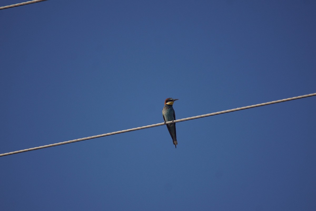 European Bee-eater - ML610197294