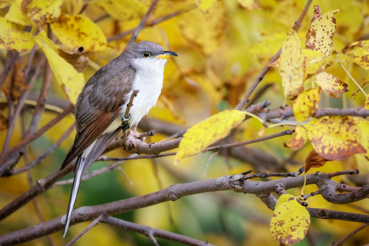 Yellow-billed Cuckoo - ML610197343