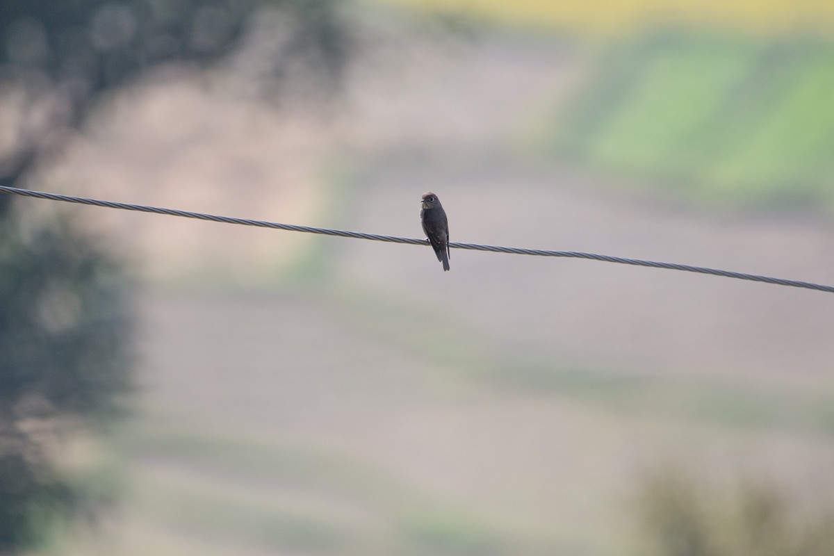 Dark-sided Flycatcher - shuvam maharjan