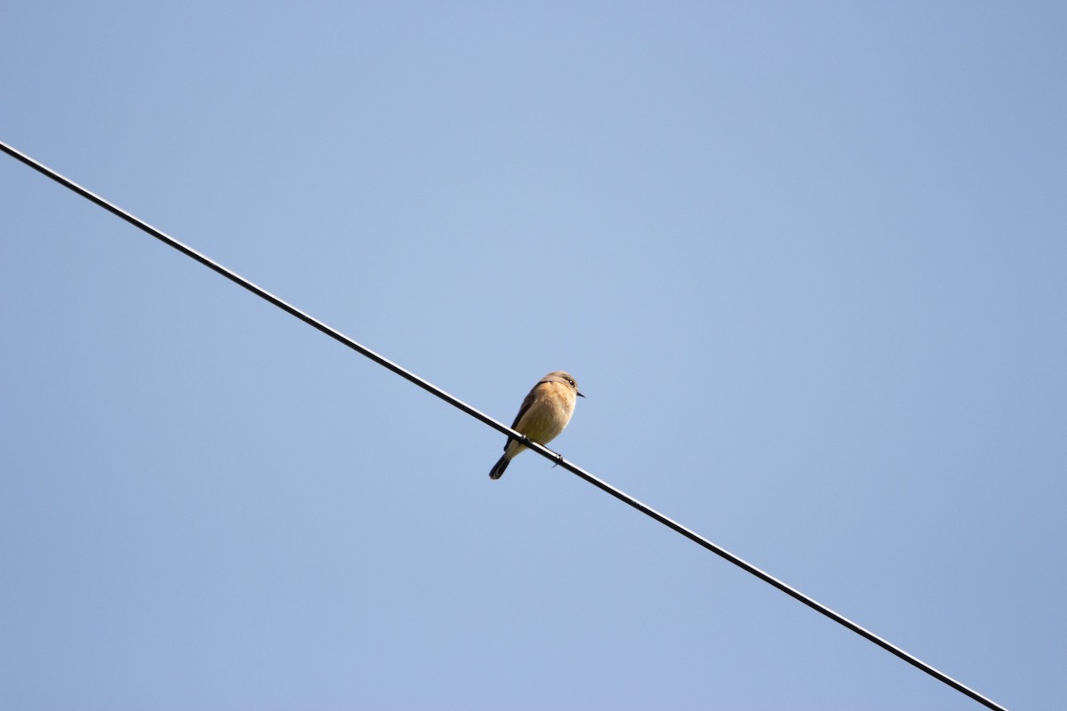 Siberian Stonechat - ML610197474